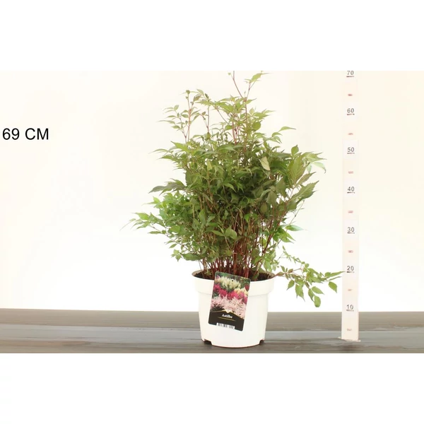 Kínai tollbuga  ASTILBE FAJTÁK K2