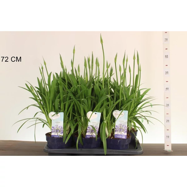 Szerelemvirág kék AGAPANTHUS AMOURETTE BLUE 40/60 CS17