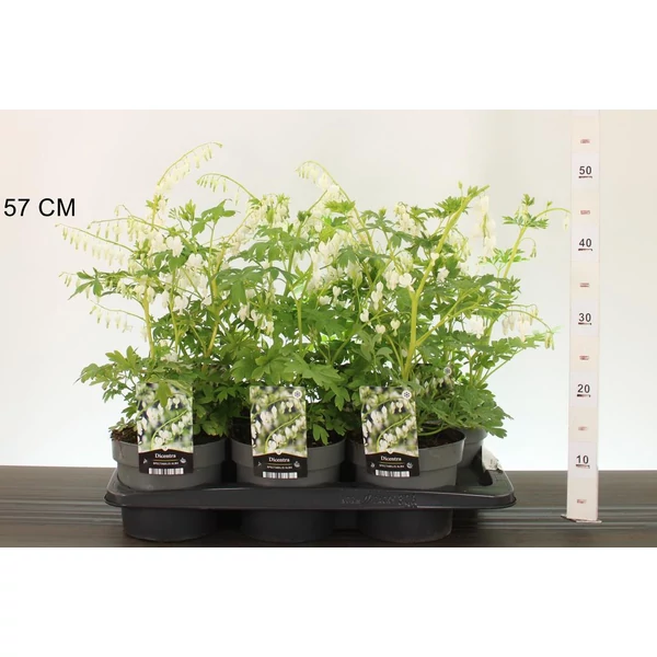 Nagy szívvirág DICENTRA SPECTABILIS ALBA CS13