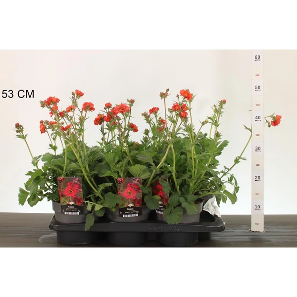 Gyömbérgyökér GEUM TEMPEST SCARLET CS17