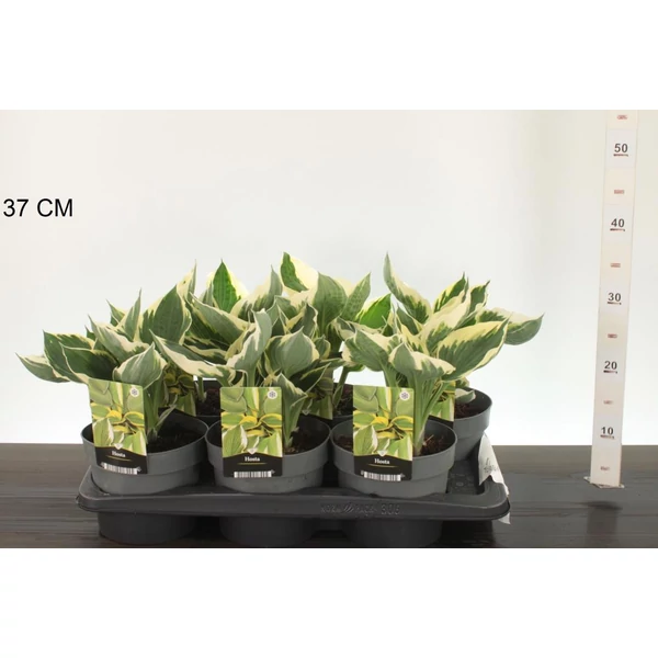 Árnyékliliom   HOSTA PATRIOT CS17