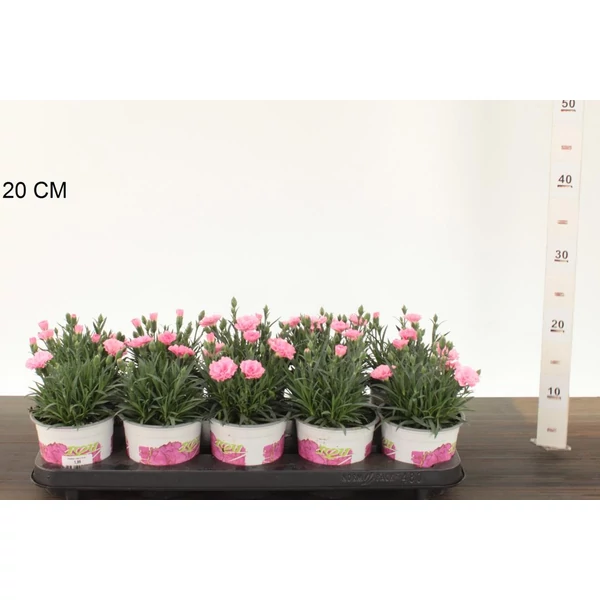Évelő szegfű DIANTHUS MIX K2