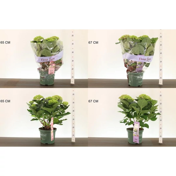 Kerti hortenzia   HYDRANGEA MACROPHYLLA MAGICAL 30/40 CS23