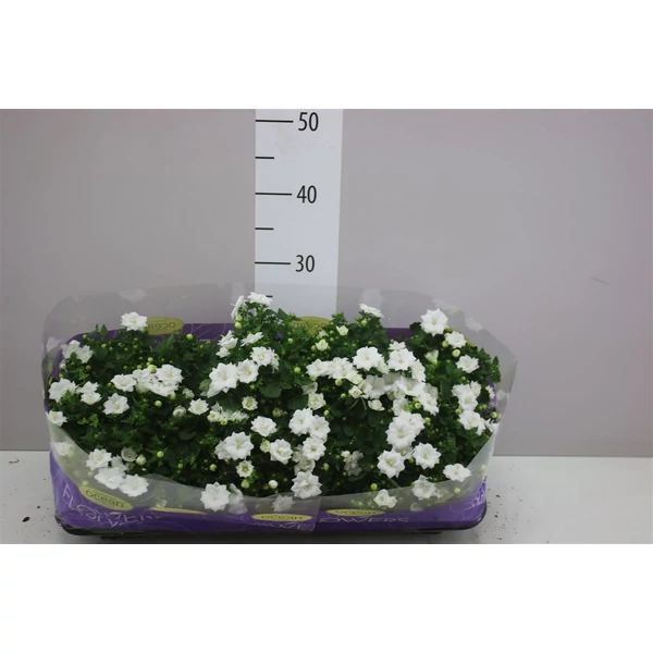 Dalmát harangvirág CAMPANULA PORTENSCHLAGIANA WHITE CS10,5