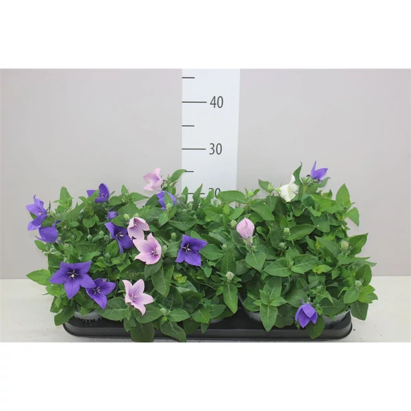 Léggömbvirág PLATYCODON GRANDIFLORUS FAJTÁK CS12