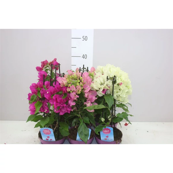 Murvafürt BOUGAINVILLEA PIRAMIS FAJTÁK