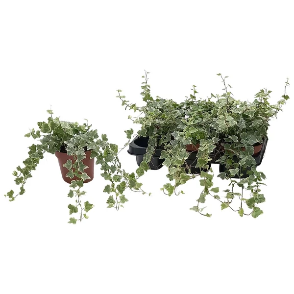 Közönséges borostyán  HEDERA HELIX WHITE WONDER CS13