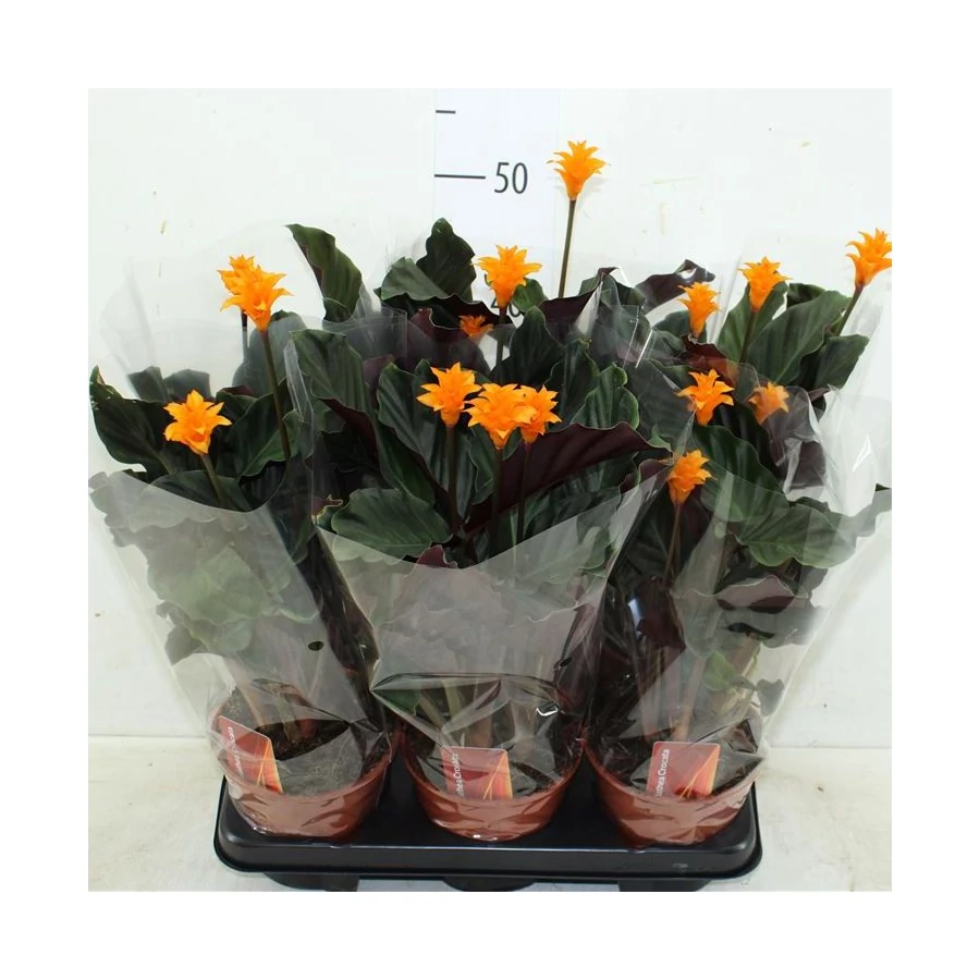 Sfrnyos zebralevl CALATHEA FAJTK CS14 - rkzld Kertszet Kft.