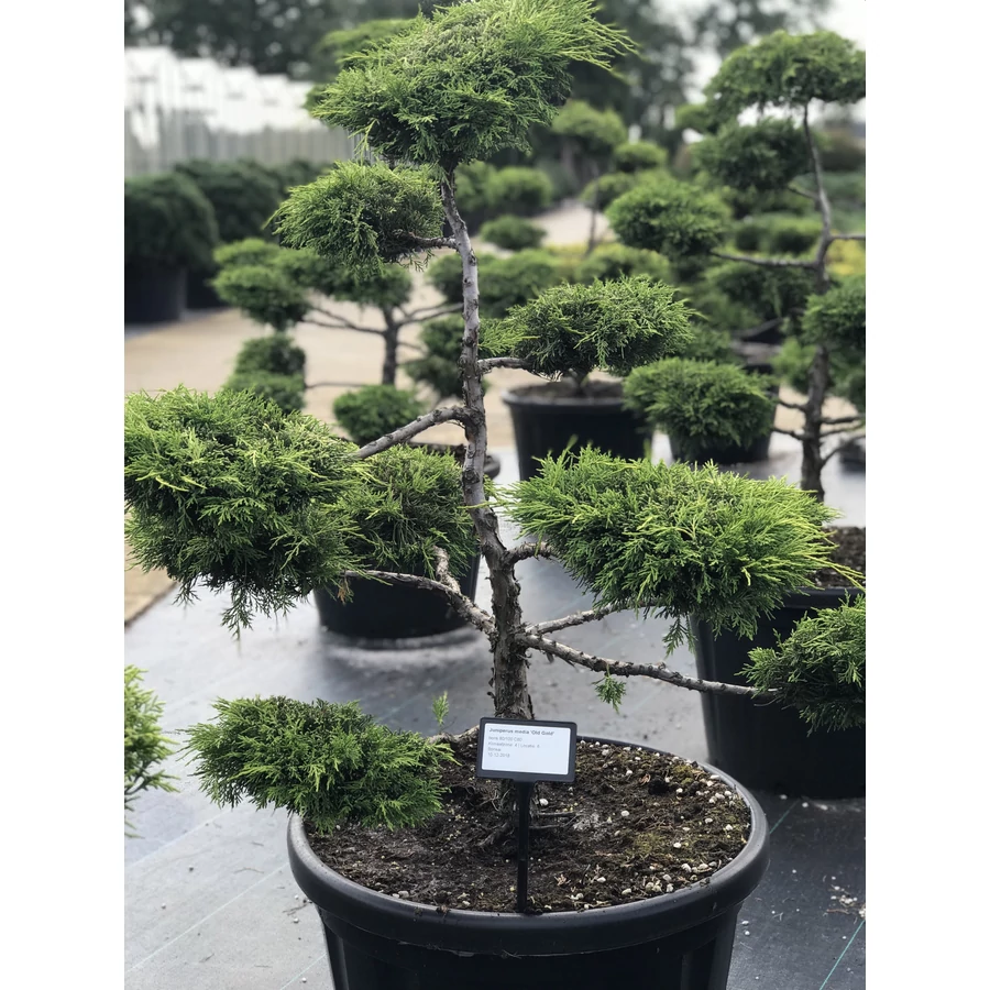 Arany borka bonsai JUNIPERUS MEDIA OLD GOLD BONSAI 80/100 K80 - rkzld  Kertszet Kft.