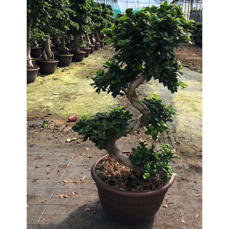 Fikusz bonsai FICUS GINSENG BONSAI S-FORMA 110/120CM K30 - rkzld  Kertszet Kft.