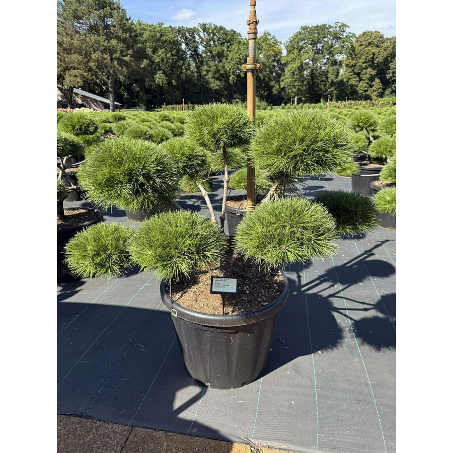 Hossztj gmb feketefeny PINUS NIGRA BREPO BONSAI 90/100 K80