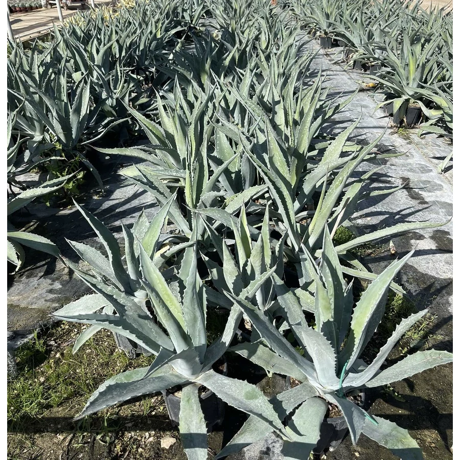 Kznsges agv AGAVE AMERICANA K4 - rkzld Kertszet Kft.