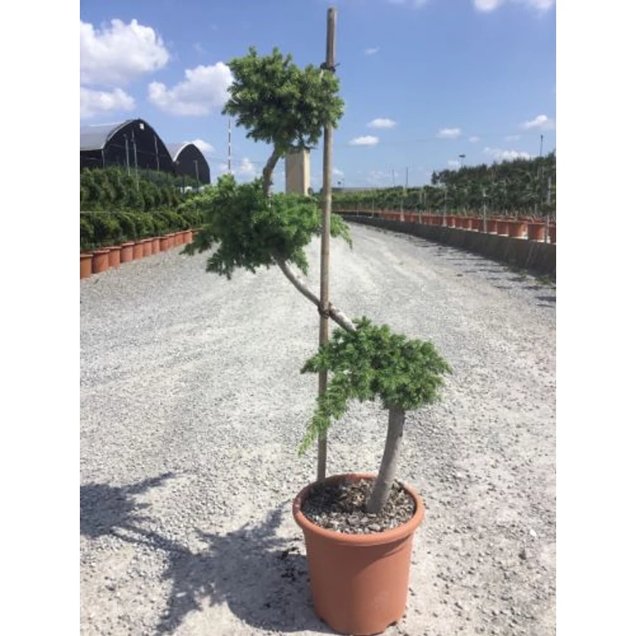 Fvenyborka JUNIPERUS CONFERTA BLUE PACIFIC BONSAI K9 - rkzld Kertszet  Kft.