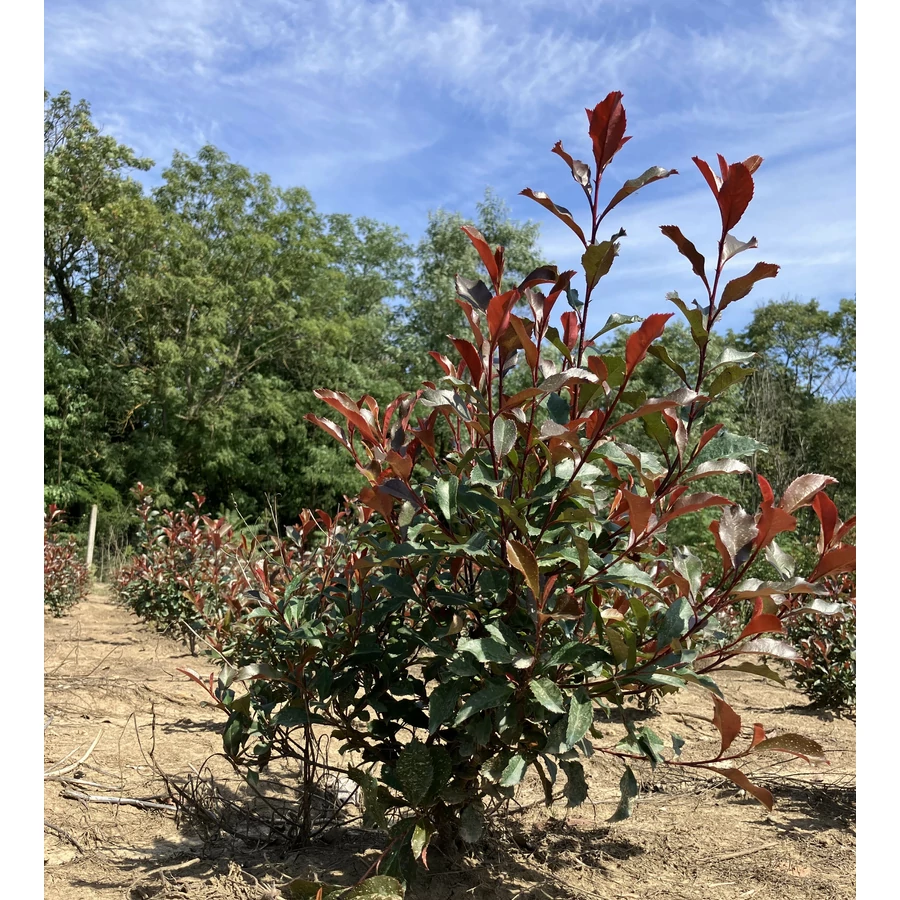 rkzld korallberkenye PHOTINIA FRASERI CORALLINA 60/80* - rkzld  Kertszet Kft.