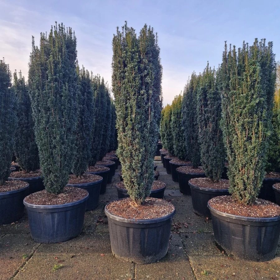 Oszlopos tiszafa TAXUS BACCATA PIRAT 200/225 K280 - rkzld Kertszet Kft.
