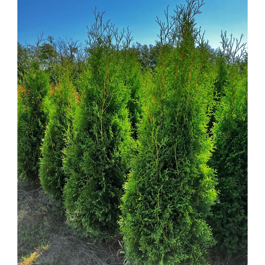 thuja smaragd hecke kaufen Thuja "Smaragd" (180 - 200 cm) im 20L Topf Buschig XXL