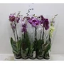 Kép 2/2 - Lepkeorchidea PHALAENOPSIS 1 ÁGAS CS12