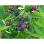 Kép 1/2 - Smokey mézalmácska Amelanchier alnifolia