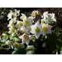 Kép 2/2 - Fekete hunyor HELLEBORUS NIGER 15/+ CS14   