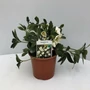 Kép 1/2 - Fekete hunyor HELLEBORUS NIGER 15/+ CS14   