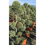 Kép 1/2 - Oszlopos, kék arizoniai ciprus CUPRESSUS ARIZONICA FASTIGIATA POM-PON 160/180 K25
