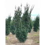 Kép 1/2 - Oszlopos tiszafa TAXUS MEDIA HICKSII 150/175*