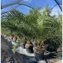 Kép 1/2 - Datolyapálma PHOENIX CANARIENSIS K40