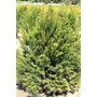 Kép 1/2 - Közönséges tiszafa TAXUS BACCATA 100/125*