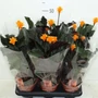 Kép 2/2 - Sáfrányos zebralevél CALATHEA MEDALLION CS17