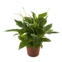 Kép 1/2 - Vitorlavirág SPATHIPHYLLUM SILVER CUPIDO CS17