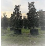 Kép 1/2 - Örökzöld liliomfa   MAGNOLIA GRANDIFLORA GALLISONIENSIS 350/400 K300