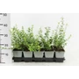 Kép 1/2 - Repkény kecskerágó   EUONYMUS FORTUNEI EMERALD'N GAIETY 20CM CS12
