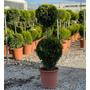 Kép 1/2 - Arany lombú leyland ciprus CUPRESSOCYPARIS LEYLANDII CASTLEWELLAN GOLD 2 GÖMB K9