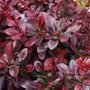 Kép 1/2 - Japán vérborbolya BERBERIS THUNBERGII ATROPURPUREA NANA 10/15 CS14