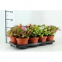 Kép 1/2 - Fajdbogyó    GAULTHERIA MUCRONATA 20/25 CS14