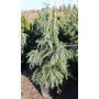 Kép 1/2 - Kék terülő himalájai cédrus CEDRUS DEODARA FEELIN BLUE 125/150 K18