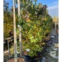 Kép 1/2 - Amerikai ámbrafa   LIQUIDAMBAR STYRACIFLUA 200/250 K30