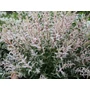 Kép 2/2 - Japán fűz   SALIX INTEGRA FLAMINGO 50/+ CS21