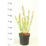 Kép 1/2 - Japán fűz   SALIX INTEGRA FLAMINGO 50/+ CS21