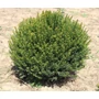 Kép 2/2 - Közönséges tiszafa TAXUS BACCATA GÖMBRE NYÍRT 20/40*