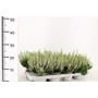 Kép 3/3 - Csarab    CALLUNA VULGARIS BEAUTY LADIES 15/20 CS10