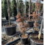 Kép 1/2 - Szeldelt levelű japán juhar ACER PALMATUM DISSECTUM INABA-SHIDARE 110/130 K25-30