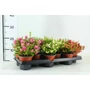 Kép 1/3 - Fajdbogyó    GAULTHERIA MUCRONATA 15/20 CS10,5
