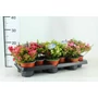 Kép 3/3 - Fajdbogyó    GAULTHERIA MUCRONATA 15/20 CS10,5