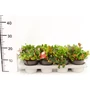 Kép 1/2 - Fajdbogyó    GAULTHERIA PROCUMBENS BIG BERRY CS12
