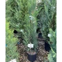 Kép 1/2 - Leyland ciprus   CUPRESSOCYPARIS LEYLANDII PYRAMIDALIS 125/150 K15