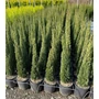 Kép 1/2 - Európai ciprus   CUPRESSUS SEMPERVIRENS TOTEM K9