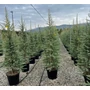 Kép 1/2 - Himalájai cédrus   CEDRUS DEODARA 150/175 K18
