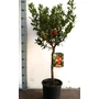 Kép 1/2 - Szamócafa Arbutus unedo   