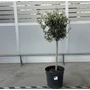 Kép 1/2 - Olajfa OLEA EUROPAEA T1/4 K30